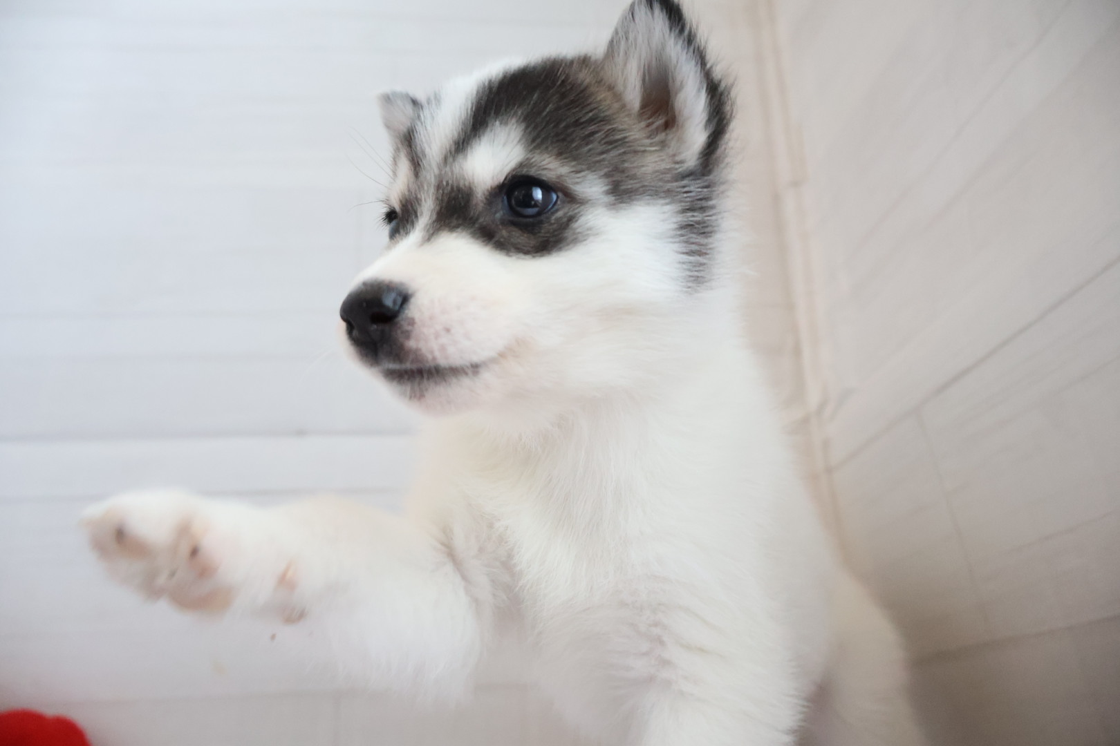 シベリアンハスキー ブラックホワイトの子犬｜福岡 |ペットアミ須恵店