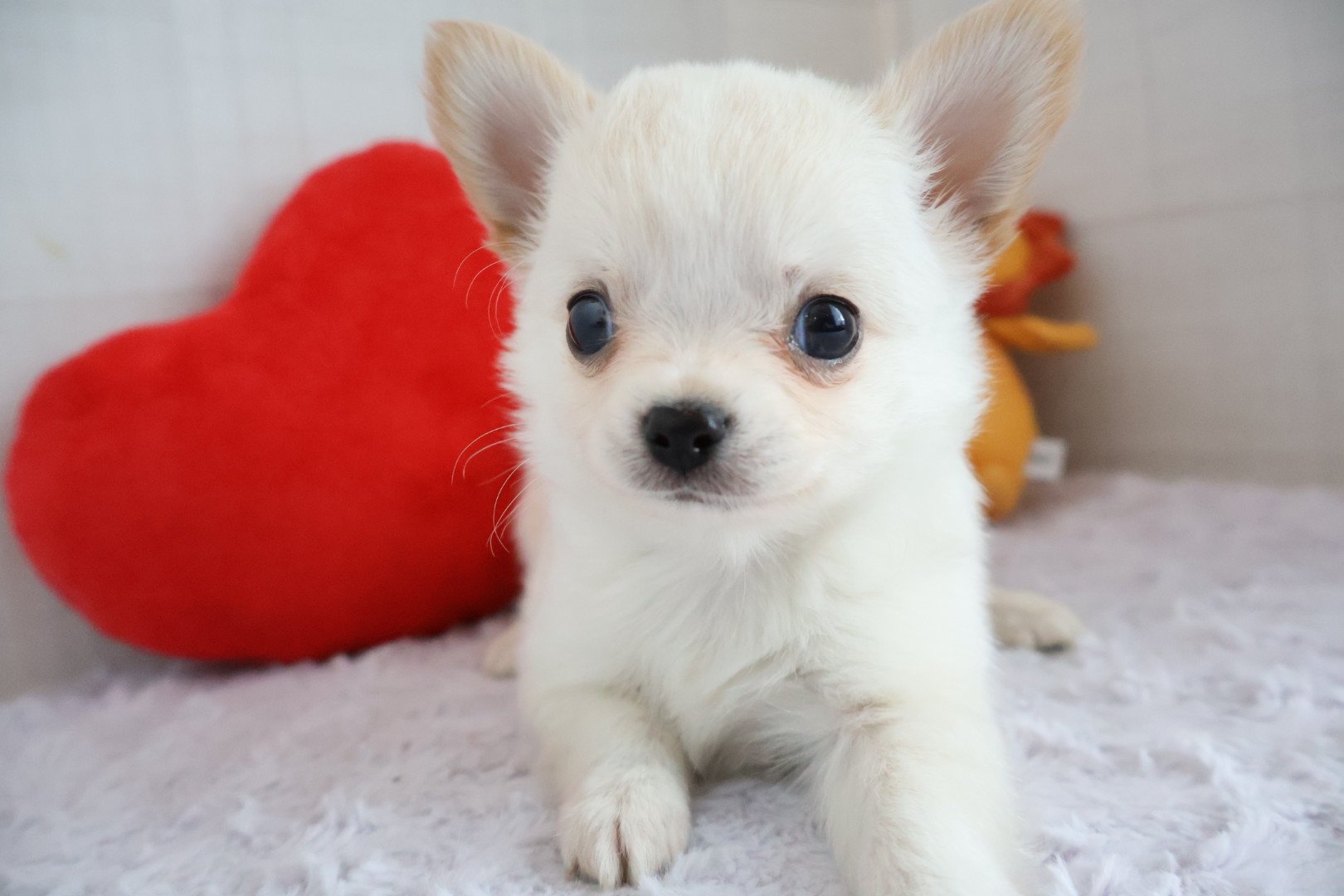 ロングコートチワワ クリームの子犬｜福岡 |ペットアミ筑後店