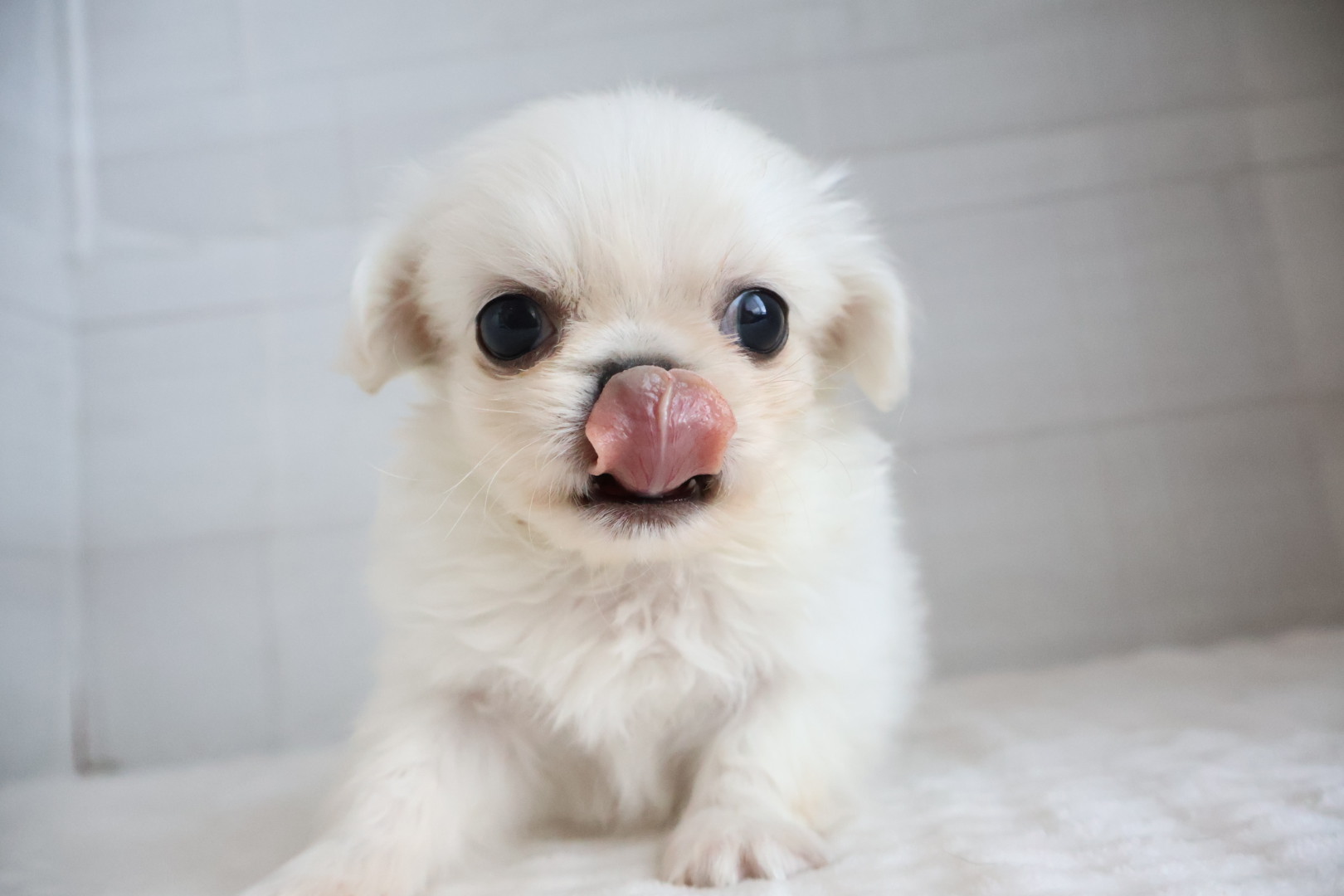 ペキニーズ ホワイトの子犬｜福岡 |ペットアミ筑後店