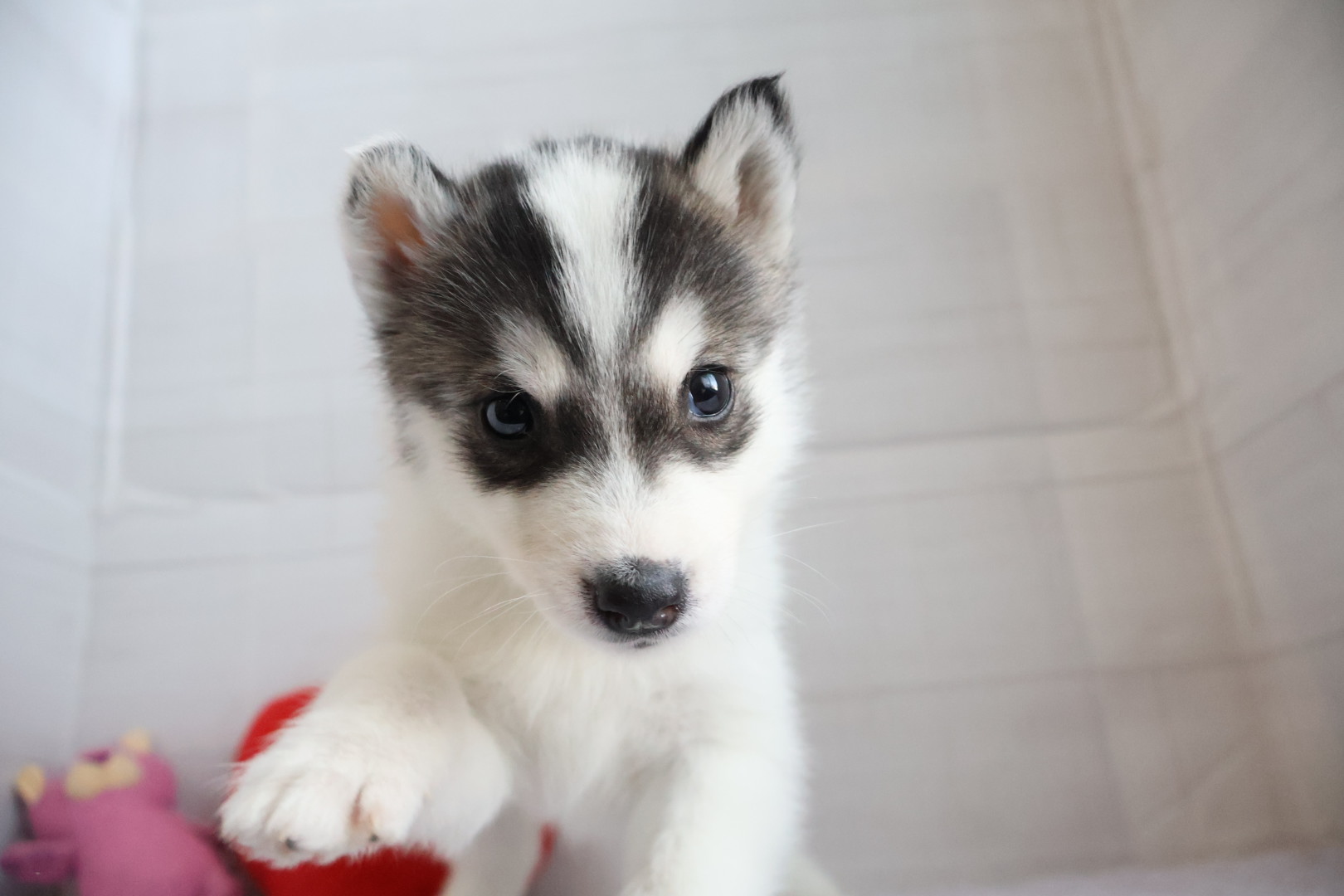 シベリアンハスキー ブラックホワイトの子犬｜福岡 |ペットアミ須恵店