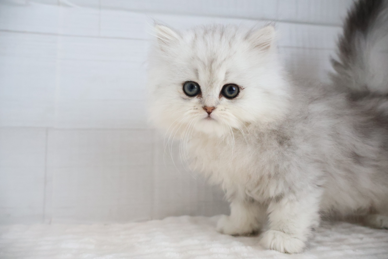 ペルシャ チンチラシルバーの子猫｜佐賀 |ペッツメイト佐賀店