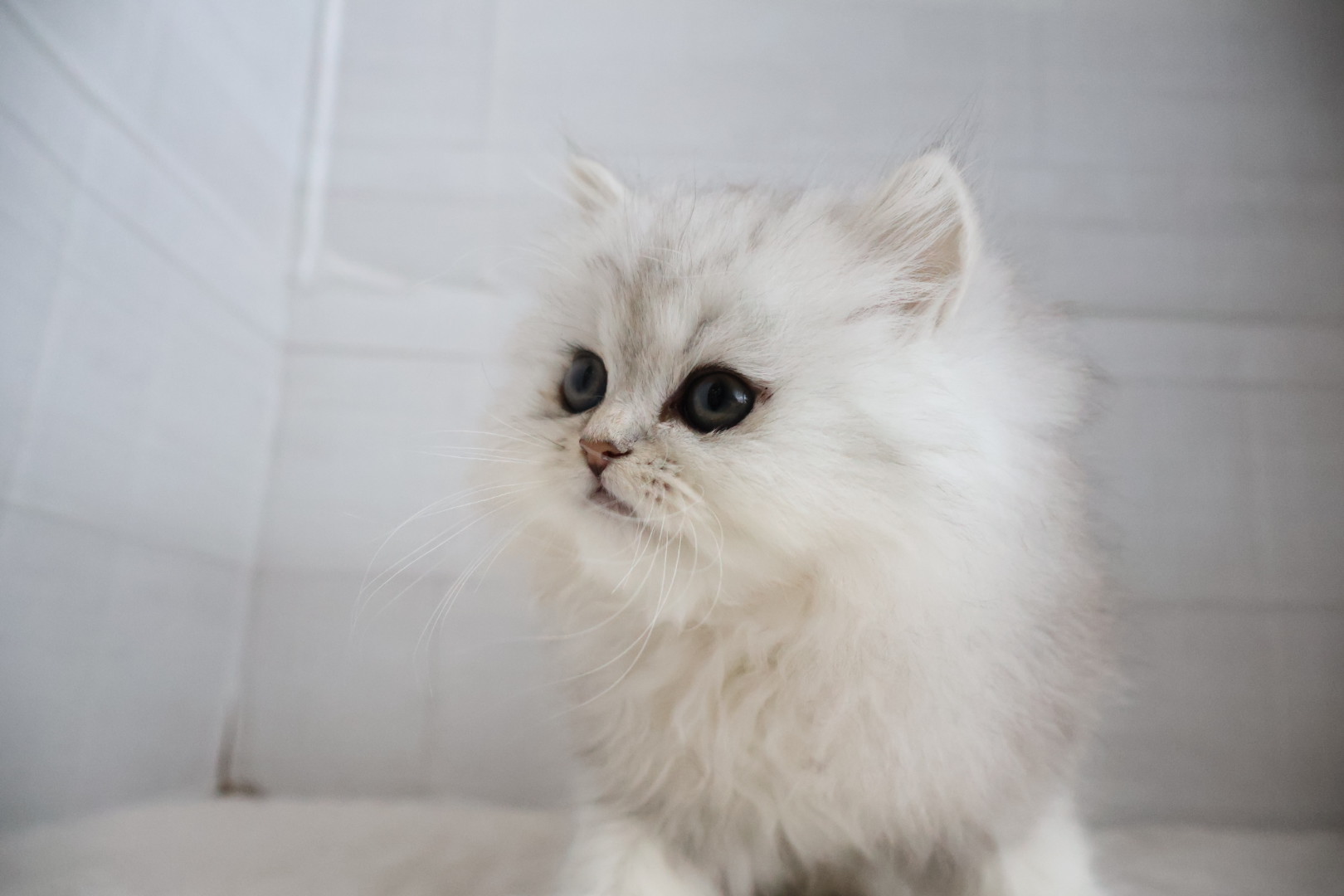 ペルシャ チンチラシルバーの子猫｜佐賀 |ペッツメイト佐賀店
