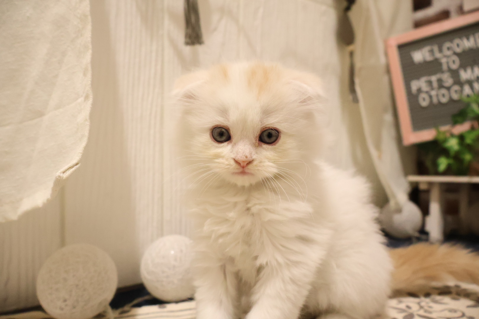 スコティッシュフォールド クリームホワイトの子猫｜福岡 |ペッツメイトイオン乙金店