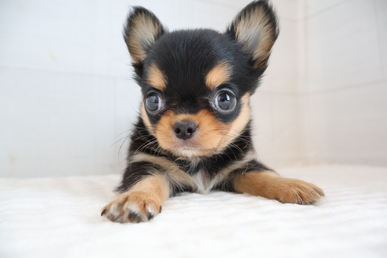 ロングコートチワワ ブラックタンホワイトの子犬｜佐賀 | ペッツメイトモラージュ佐賀店