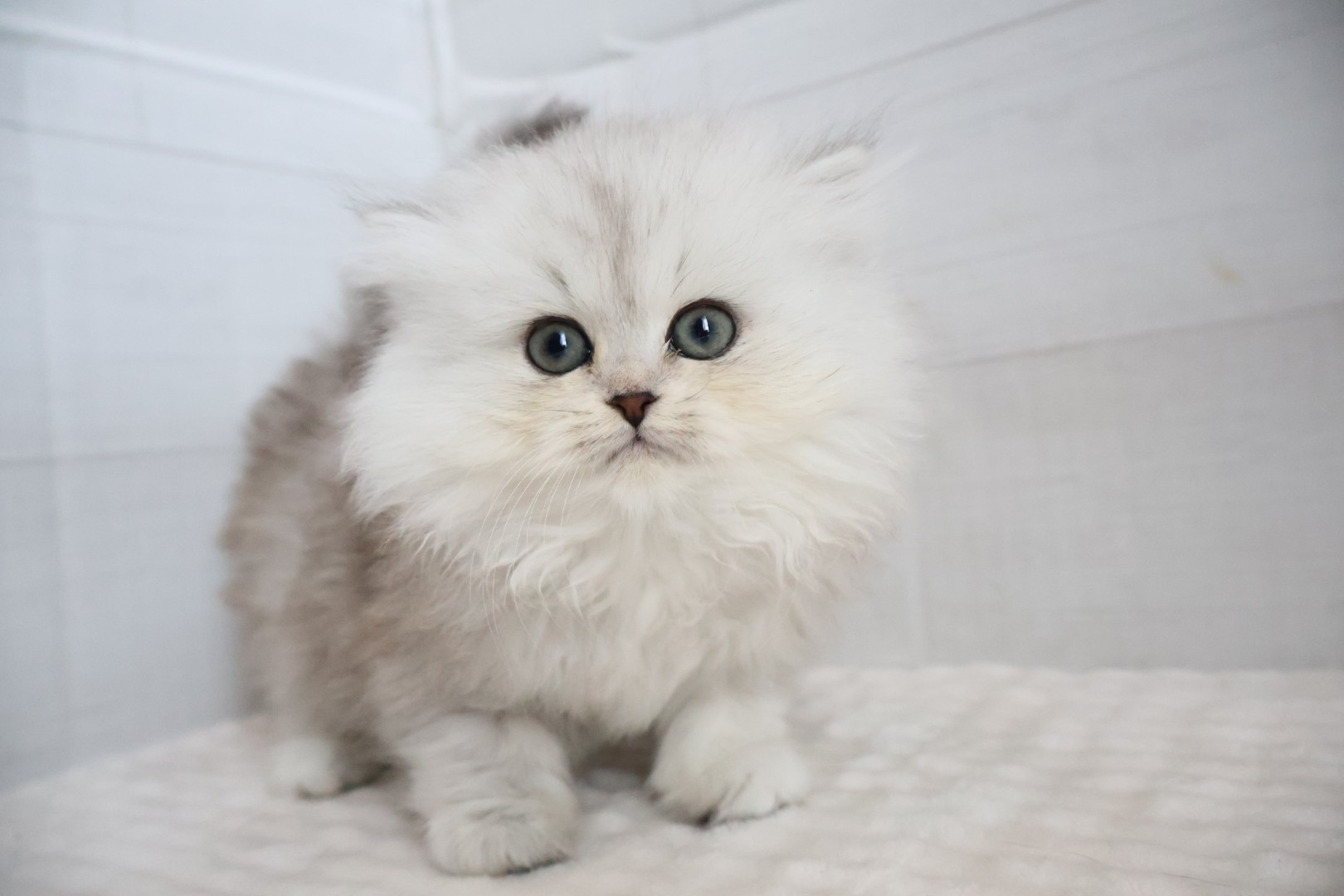 ペルシャ チンチラシルバーの子猫｜福岡 |ペッツメイトイオン乙金店