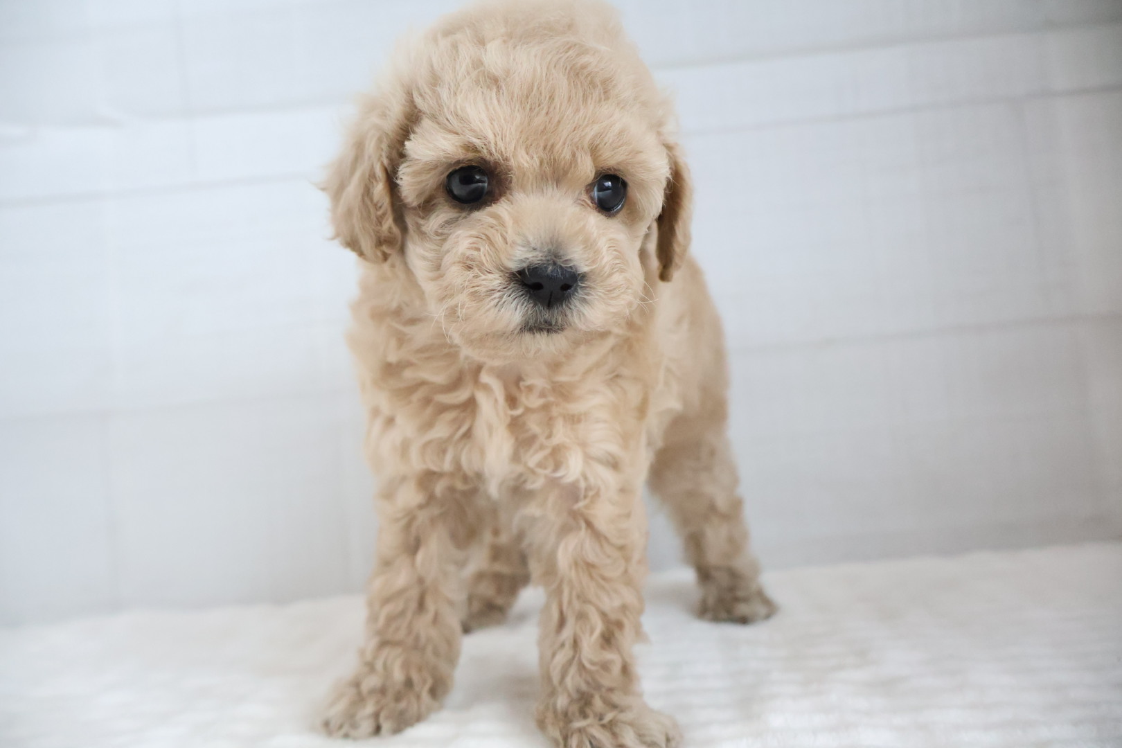 トイプードル クリームの子犬｜福岡 |ペットアミ甘木店