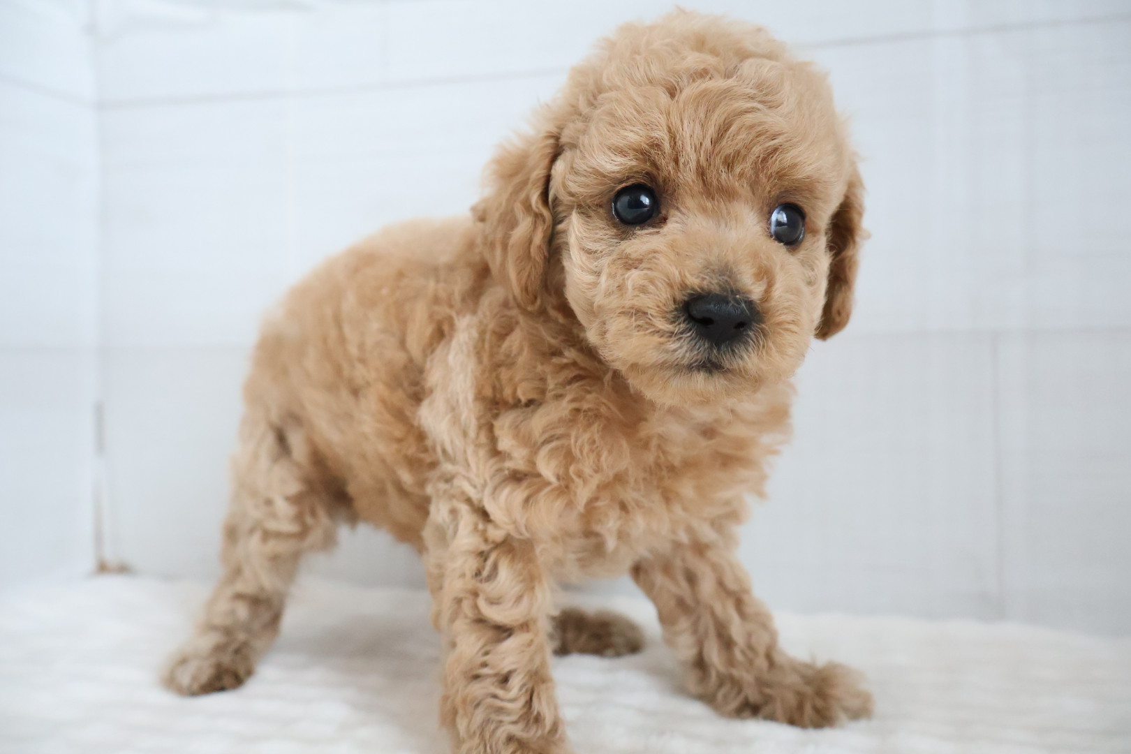 トイプードル アプリコットの子犬｜福岡 |ペッツメイトイオン小郡店