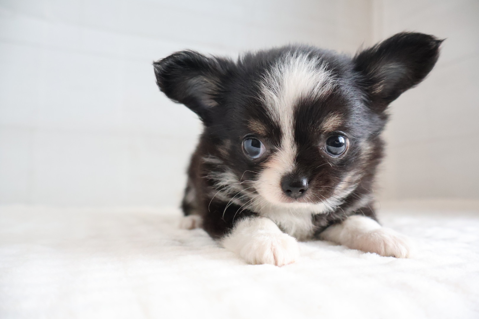ロングコートチワワ ブラックタンホワイトの子犬｜福岡 |ペッツメイトイオン乙金店