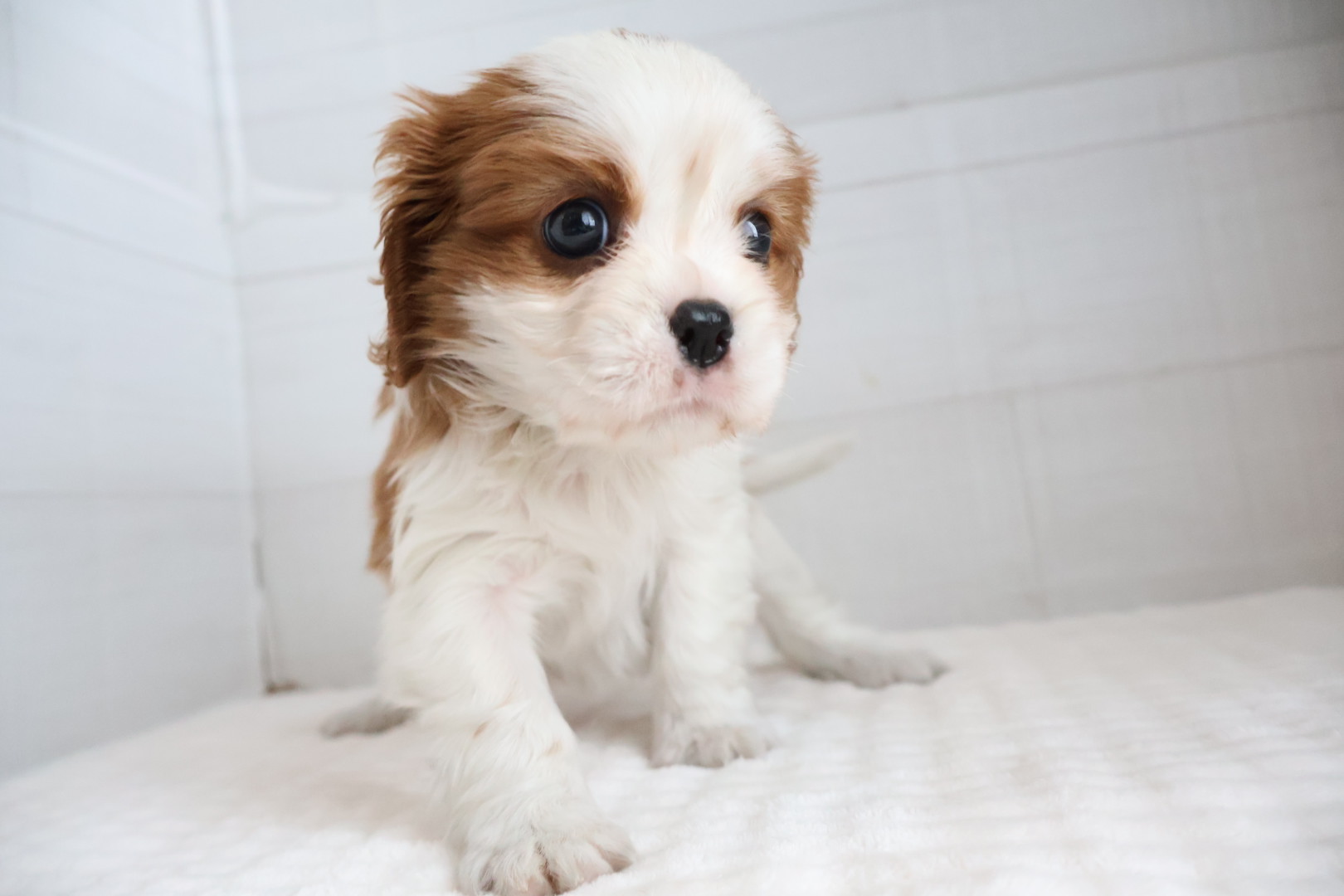 キャバリア・キングチャールズ・スパニエル ブレンハイムの子犬｜福岡 |ペットアミ須恵店