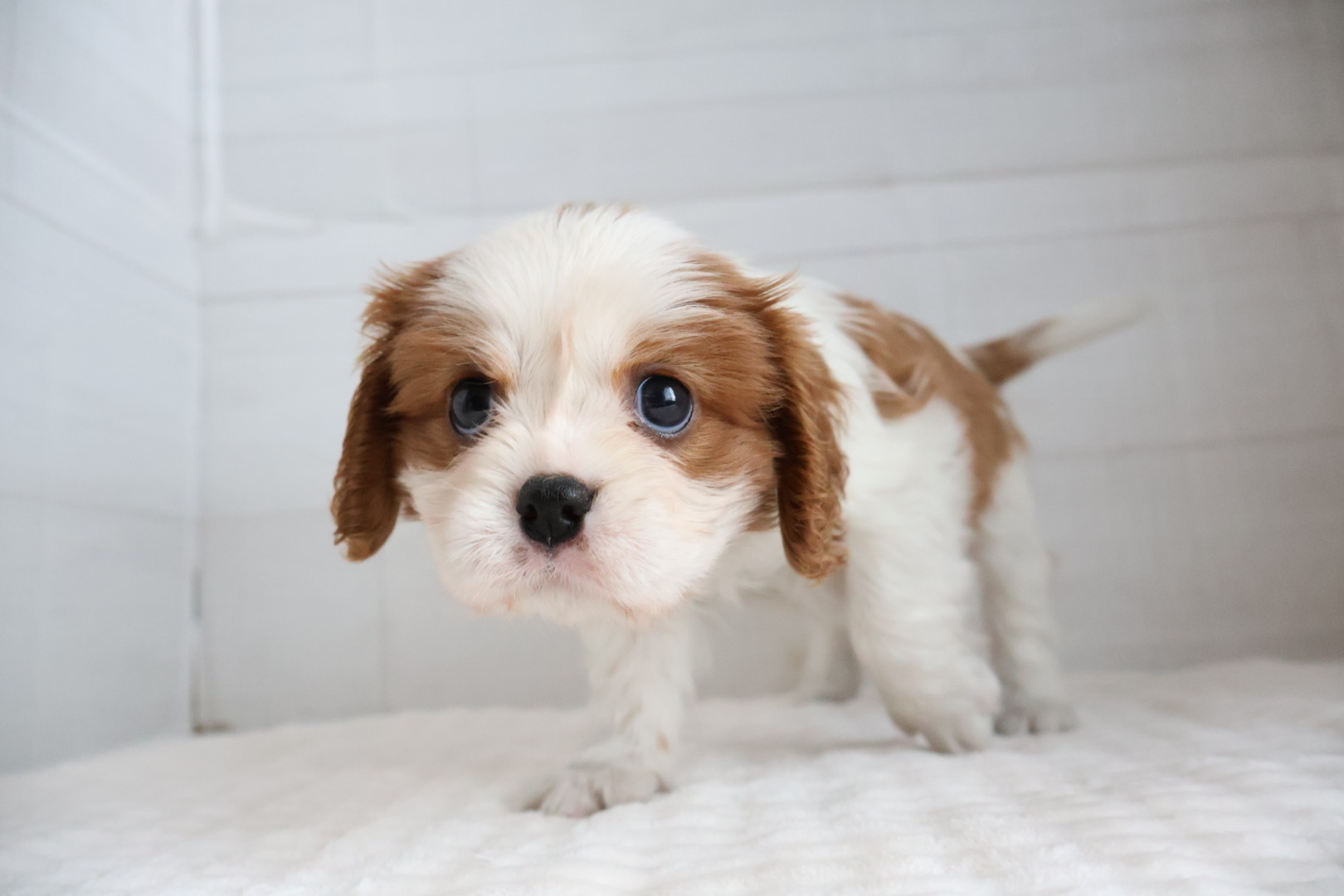 キャバリア・キングチャールズ・スパニエル ブレンハイムの子犬｜福岡 |ペットアミ須恵店