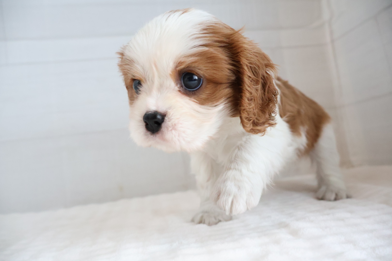 キャバリア・キングチャールズ・スパニエル ブレンハイムの子犬｜福岡 |ペットアミ須恵店