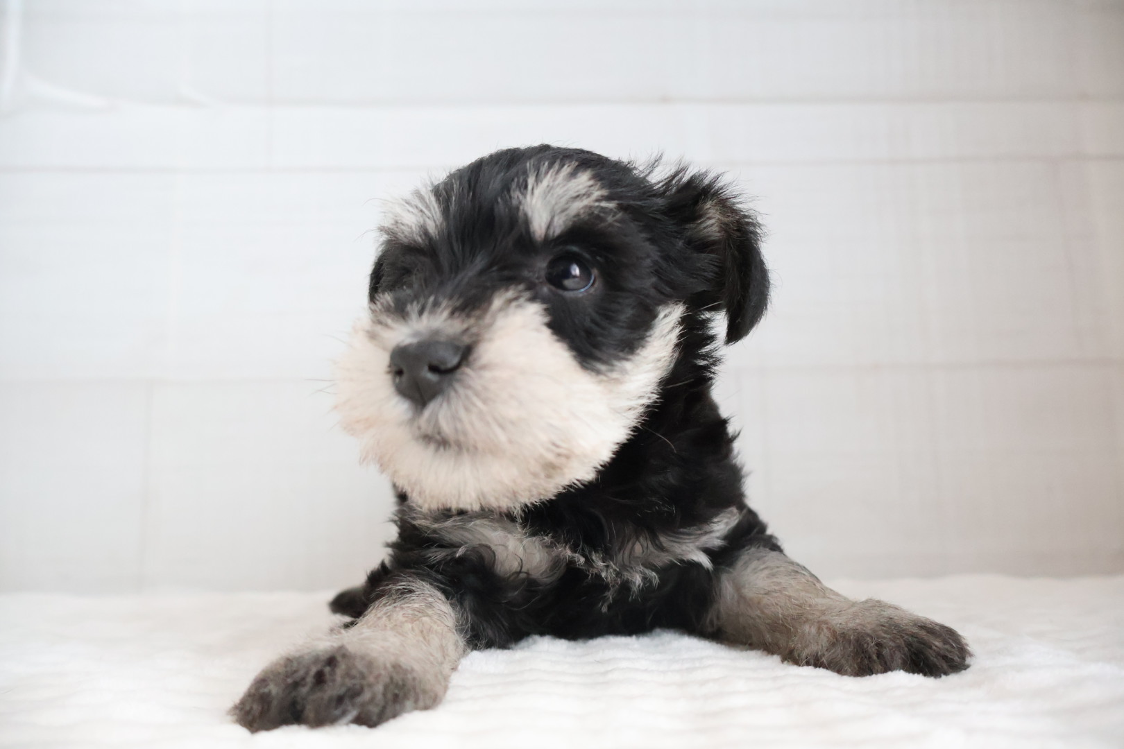 ミニチュアシュナウザー ブラックシルバーの子犬｜福岡 | ペッツメイト天神大名店