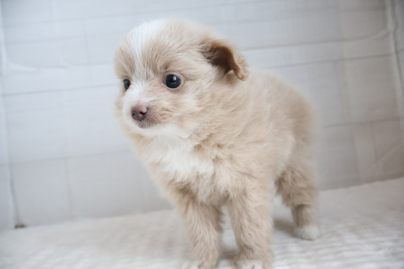 MIX(ポメラニアン×トイプードル) クリームの子犬｜福岡 |ペットアミ甘木店