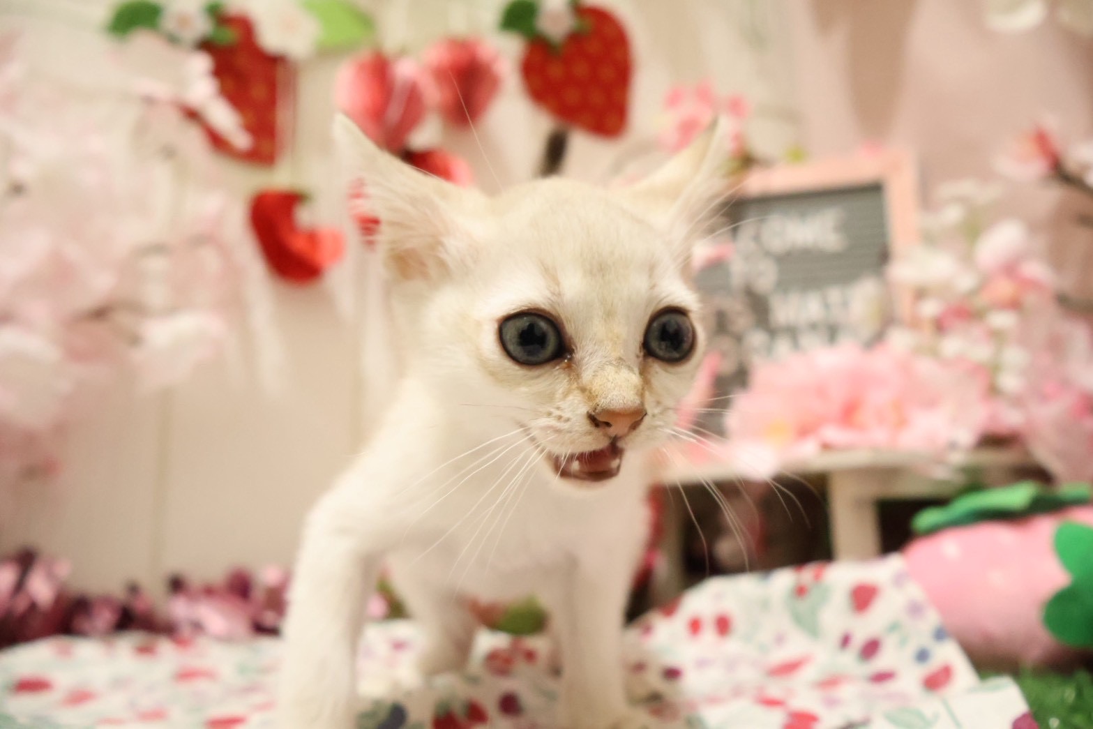 シンガプーラ セピアアグーティの子猫｜佐賀 |ペッツメイト佐賀店