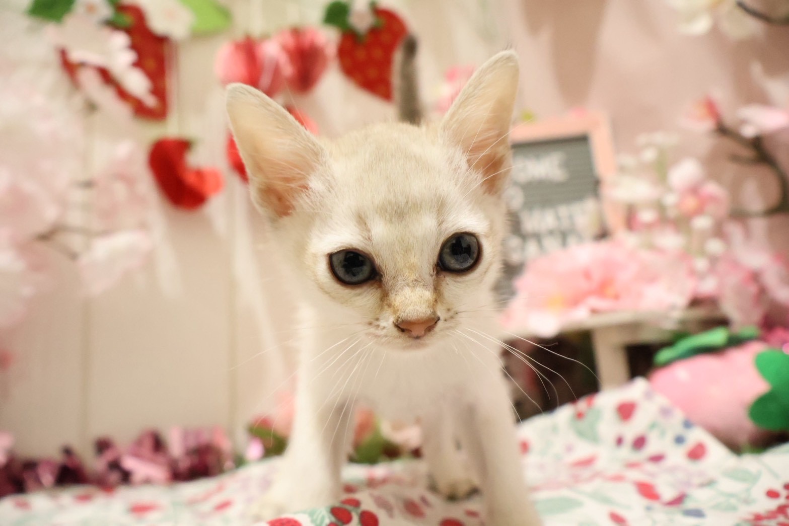 シンガプーラ セピアアグーティの子猫｜佐賀 |ペッツメイト佐賀店