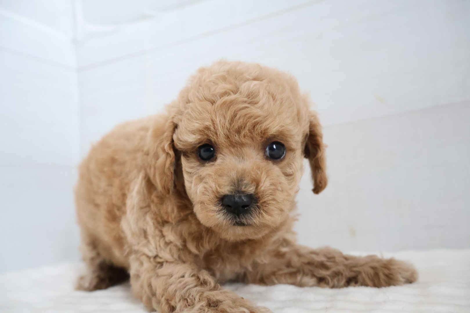 トイプードル アプリコットの子犬｜福岡 |ペッツメイトイオン小郡店