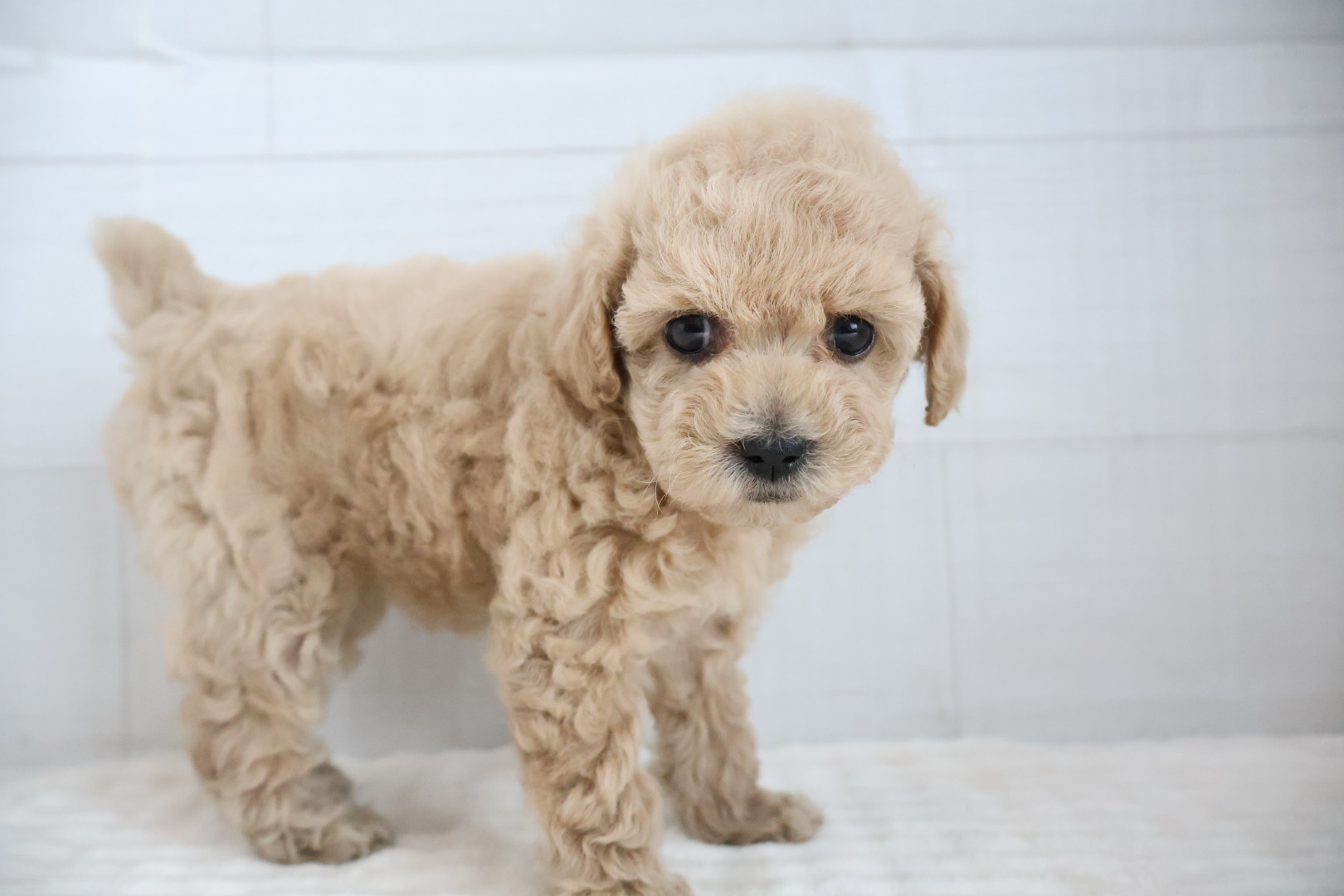 トイプードル クリームの子犬｜福岡 |ペットアミ甘木店