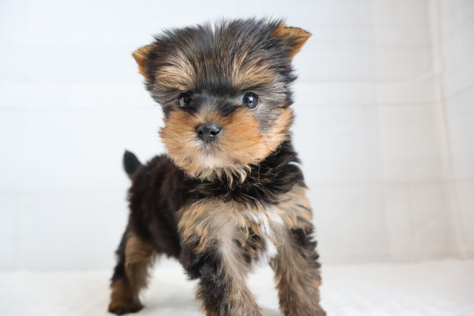 ヨークシャーテリア スチールブルータンの子犬｜宮崎 | ペッツメイトイオン都城店