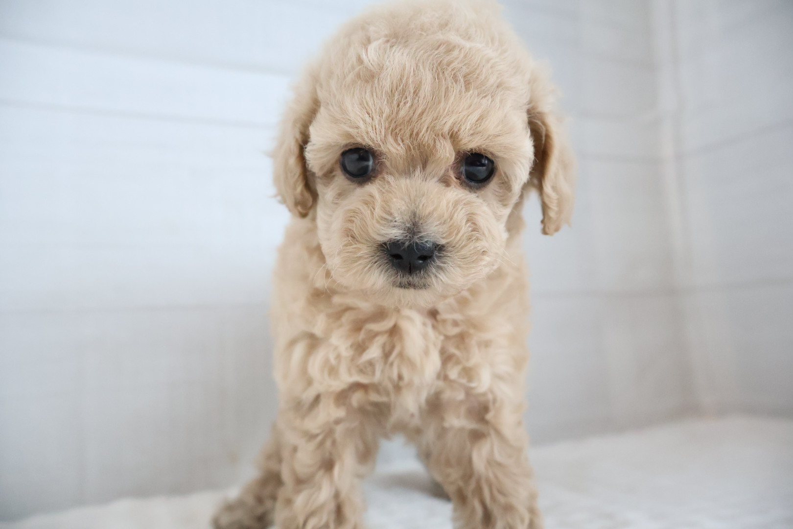 トイプードル クリームの子犬｜福岡 |ペットアミ甘木店