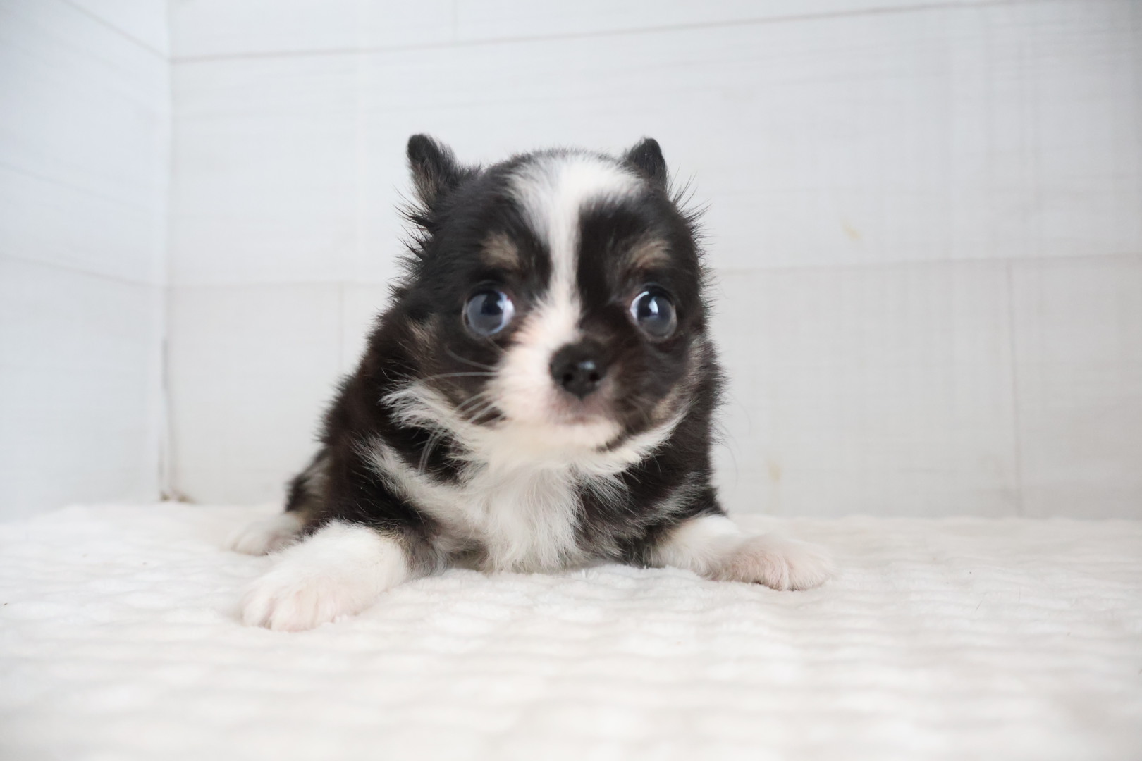 ロングコートチワワ ブラックタンホワイトの子犬｜福岡 |ペッツメイトイオン乙金店