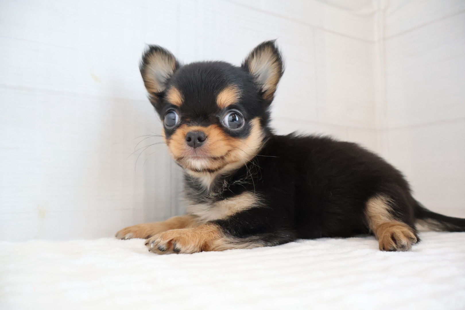 ロングコートチワワ ブラックタンホワイトの子犬｜佐賀 | ペッツメイトモラージュ佐賀店