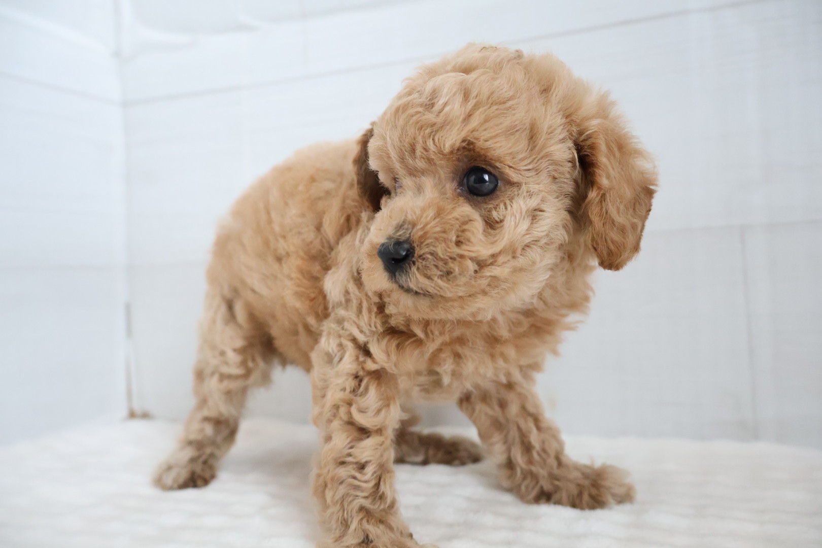 トイプードル アプリコットの子犬｜福岡 |ペッツメイトイオン小郡店