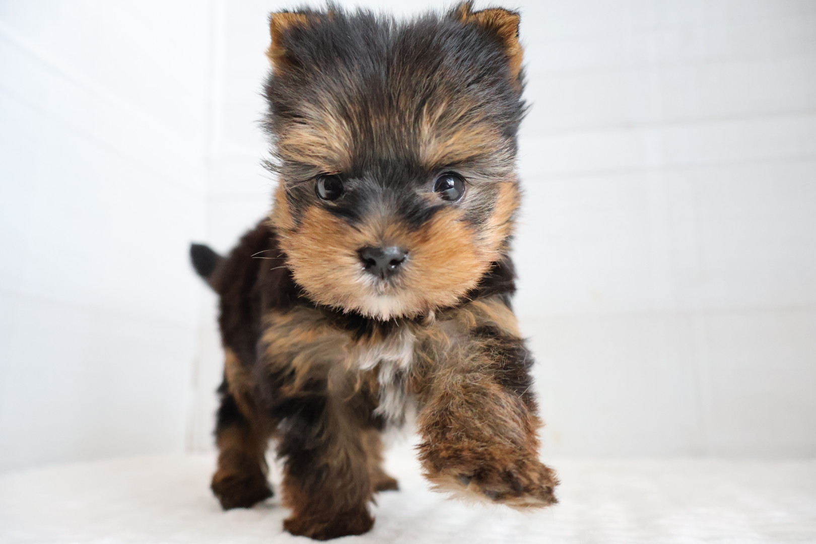 ヨークシャーテリア スチールブルータンの子犬｜宮崎 | ペッツメイトイオン都城店