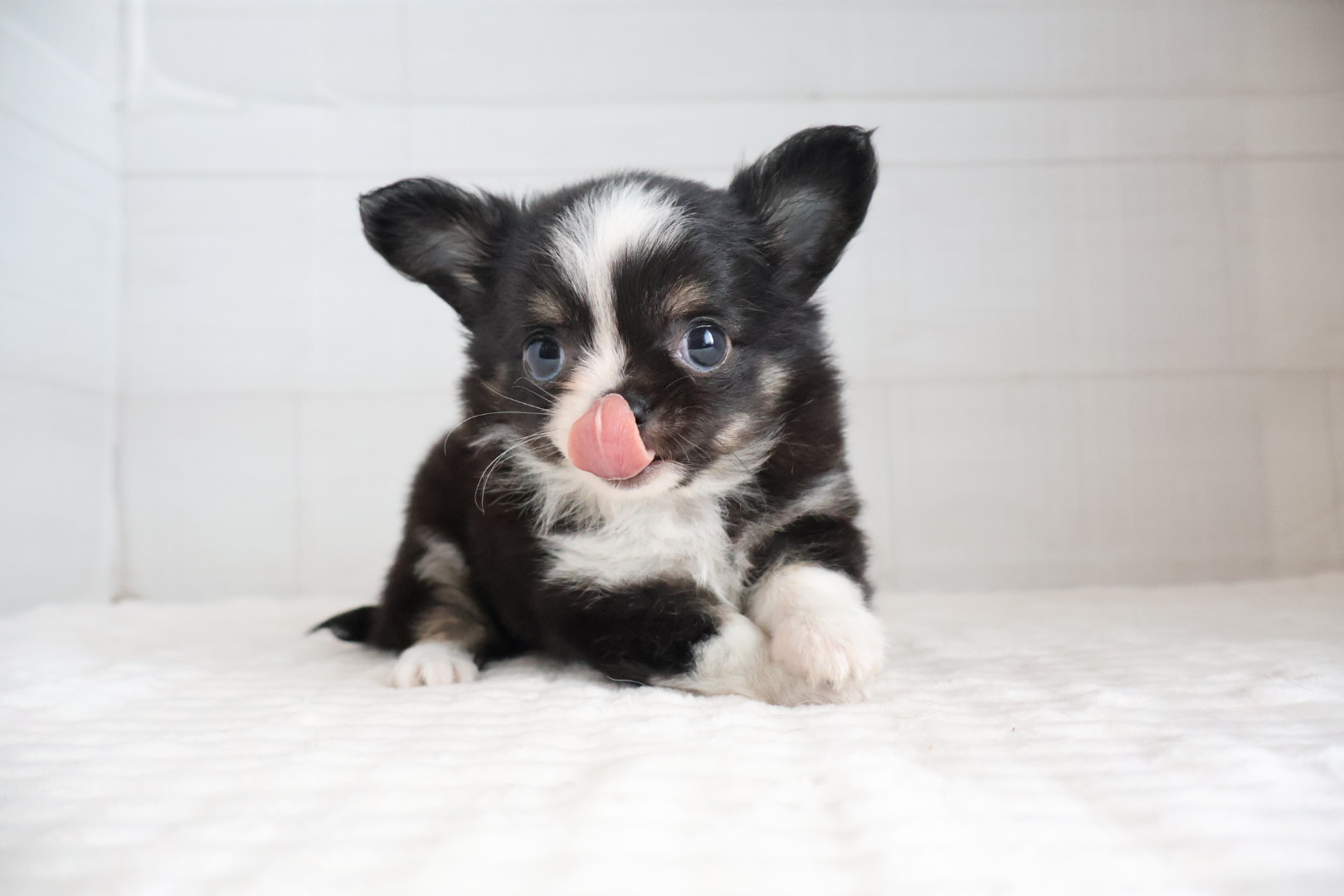 ロングコートチワワ ブラックタンホワイトの子犬｜福岡 |ペッツメイトイオン乙金店