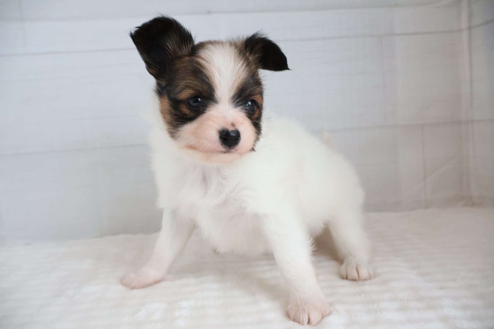 パピヨン ホワイトレッドの子犬｜福岡 |ペットアミ甘木店