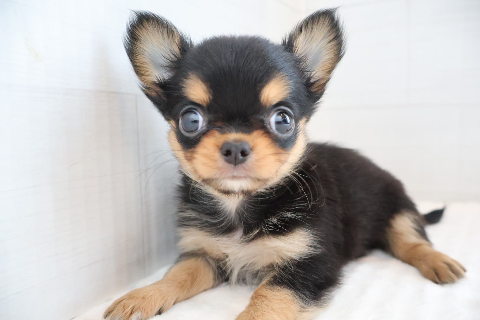 ロングコートチワワ ブラックタンホワイトの子犬｜佐賀 | ペッツメイトモラージュ佐賀店