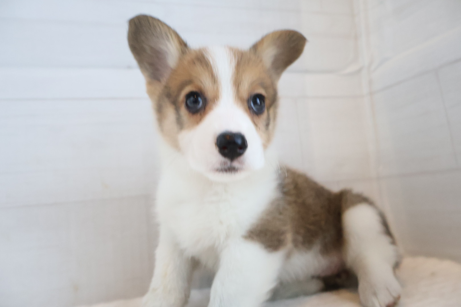 ウェルシュコーギー・ペンブローク セーブルホワイトの子犬｜佐賀 |ペッツメイト佐賀店