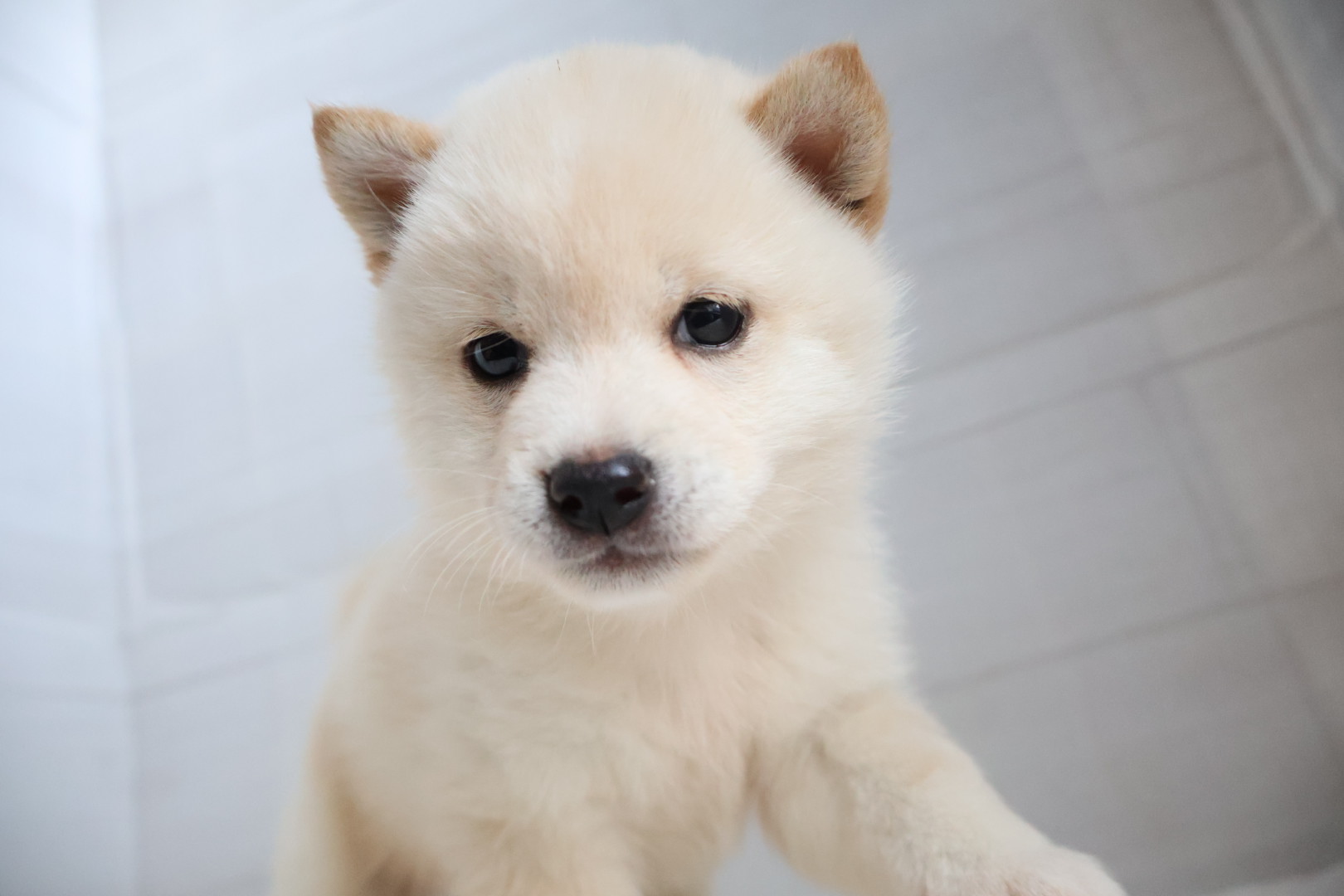 豆柴 白の子犬｜福岡 |ペッツメイトイオン乙金店