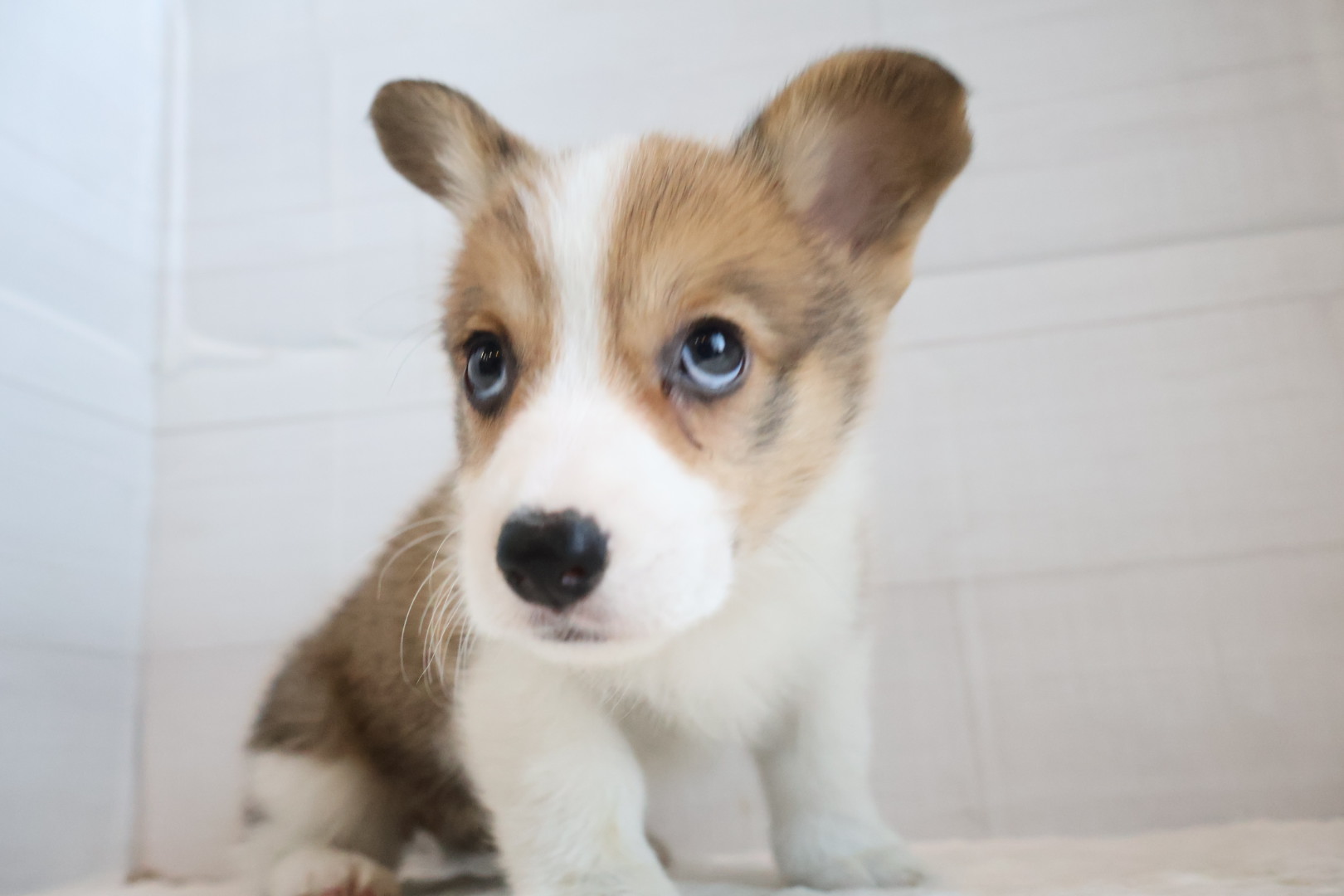 ウェルシュコーギー・ペンブローク セーブルホワイトの子犬｜佐賀 |ペッツメイト佐賀店