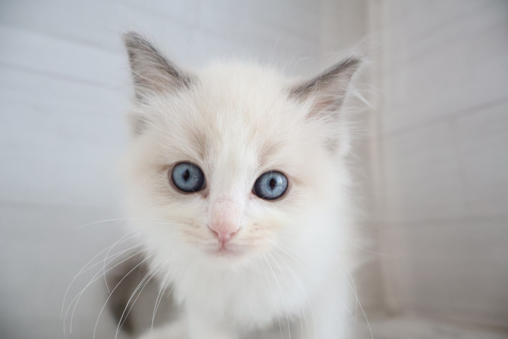 ラグドール ブルーポイントバイカラーの子猫｜佐賀 |ペッツメイト佐賀店