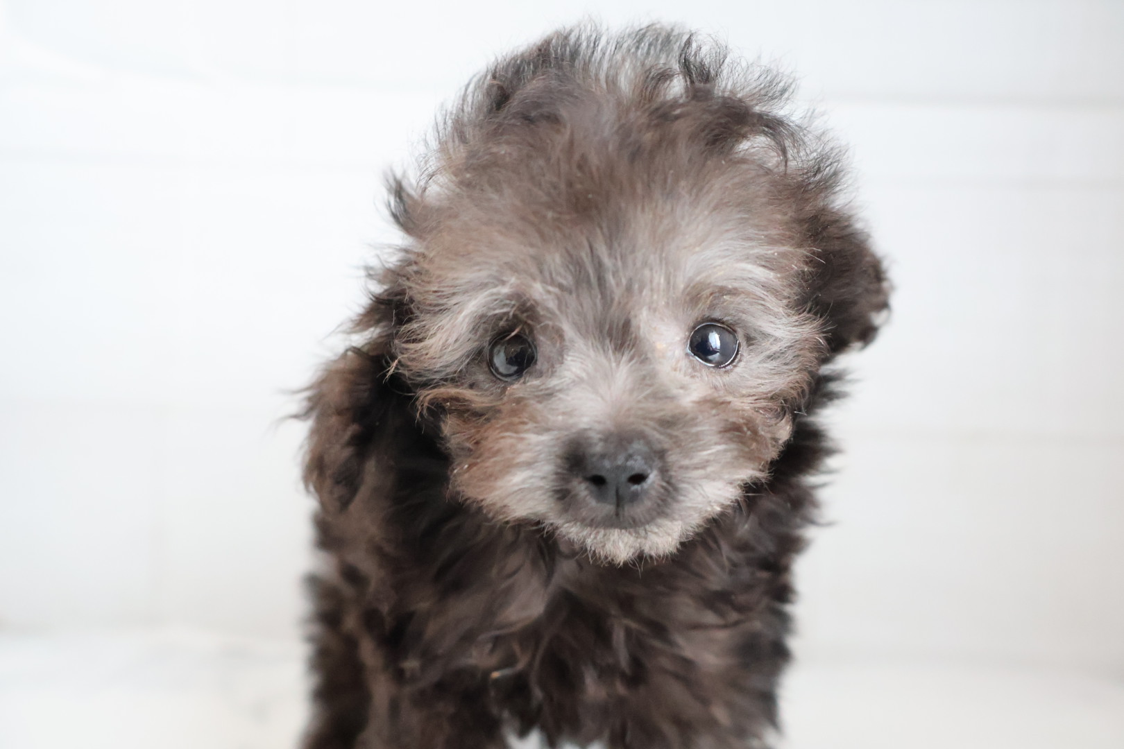 トイプードル シルバーの子犬｜福岡 | ペッツメイト天神大名店