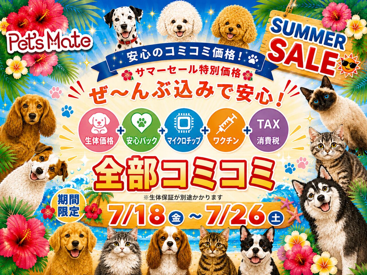 マンチカン ブラウンタビーホワイトの子猫｜福岡 |ペッツメイトイオン乙金店