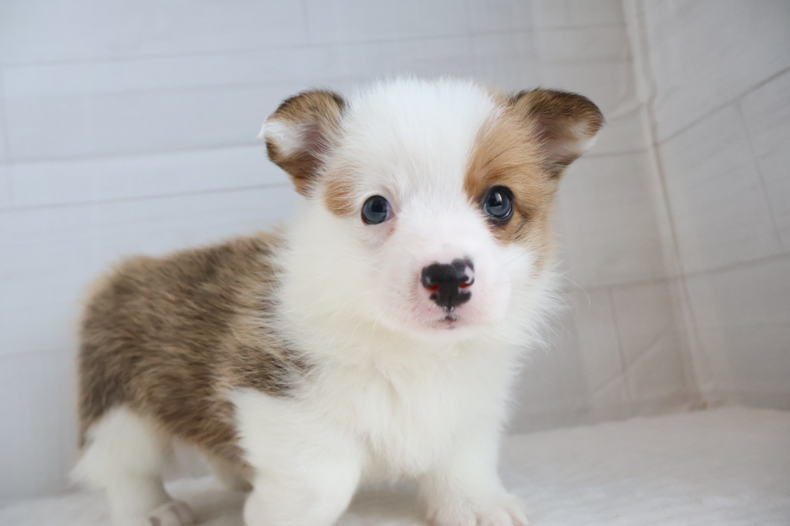 ウェルシュコーギー・ペンブローク レッドホワイトの子犬｜福岡 |ペッツメイトイオン小郡店
