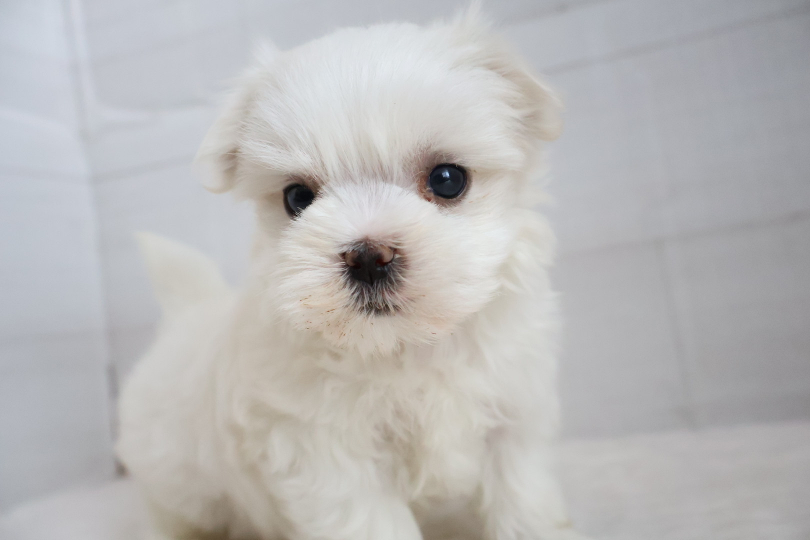 マルチーズ ホワイトの子犬｜宮崎 | ペッツメイト宮交シティ店
