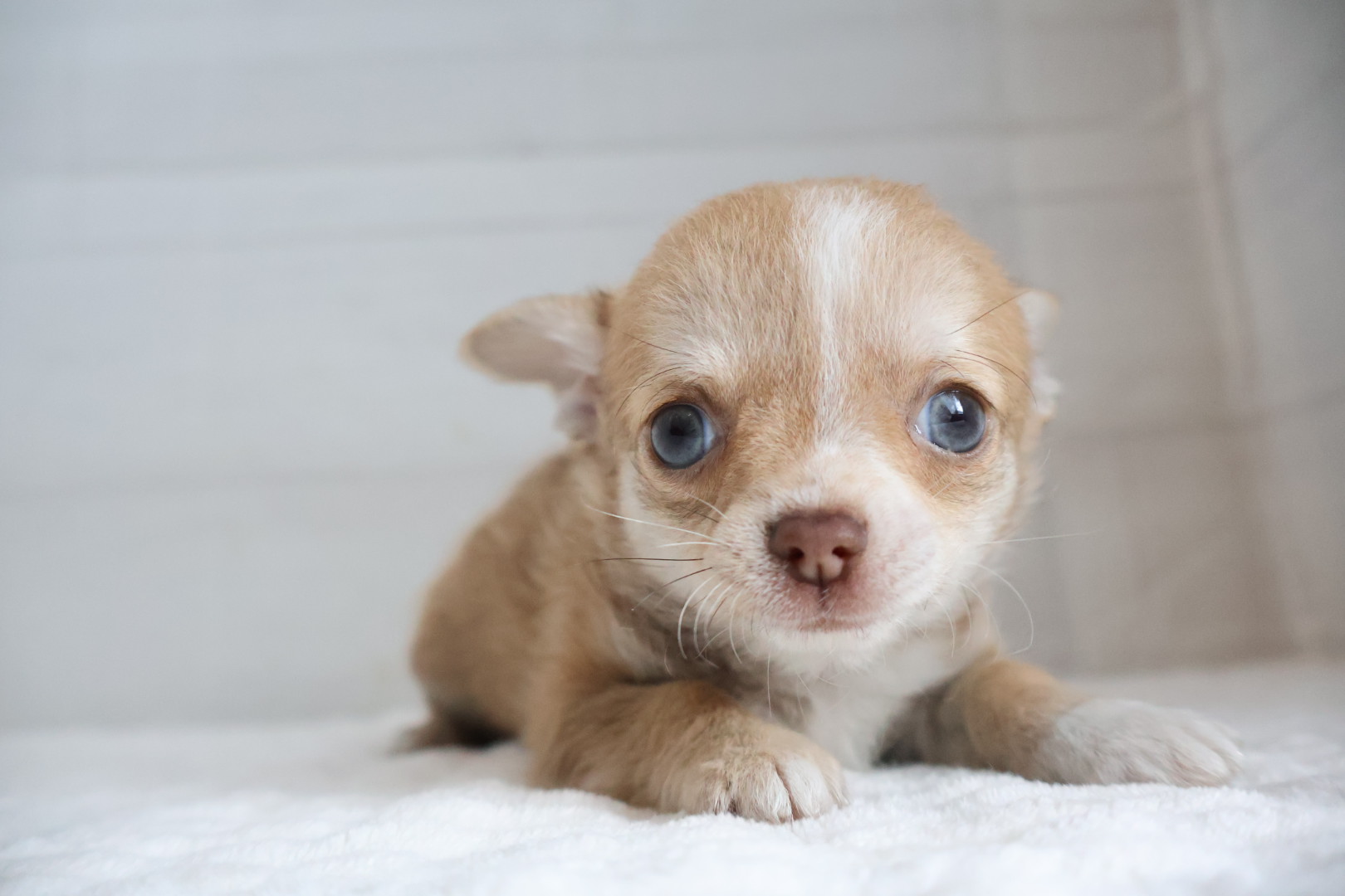 ロングコートチワワ チョコレートフォーンホワイトの子犬｜福岡 |ペットアミ須恵店