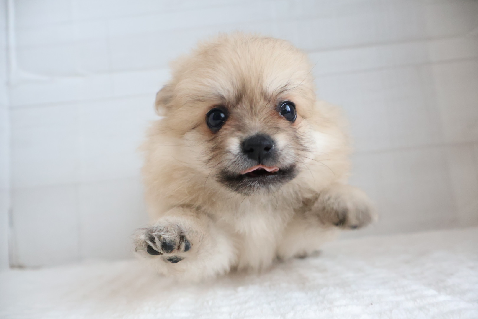 ポメラニアン クリームの子犬｜福岡 |ペットアミ甘木店