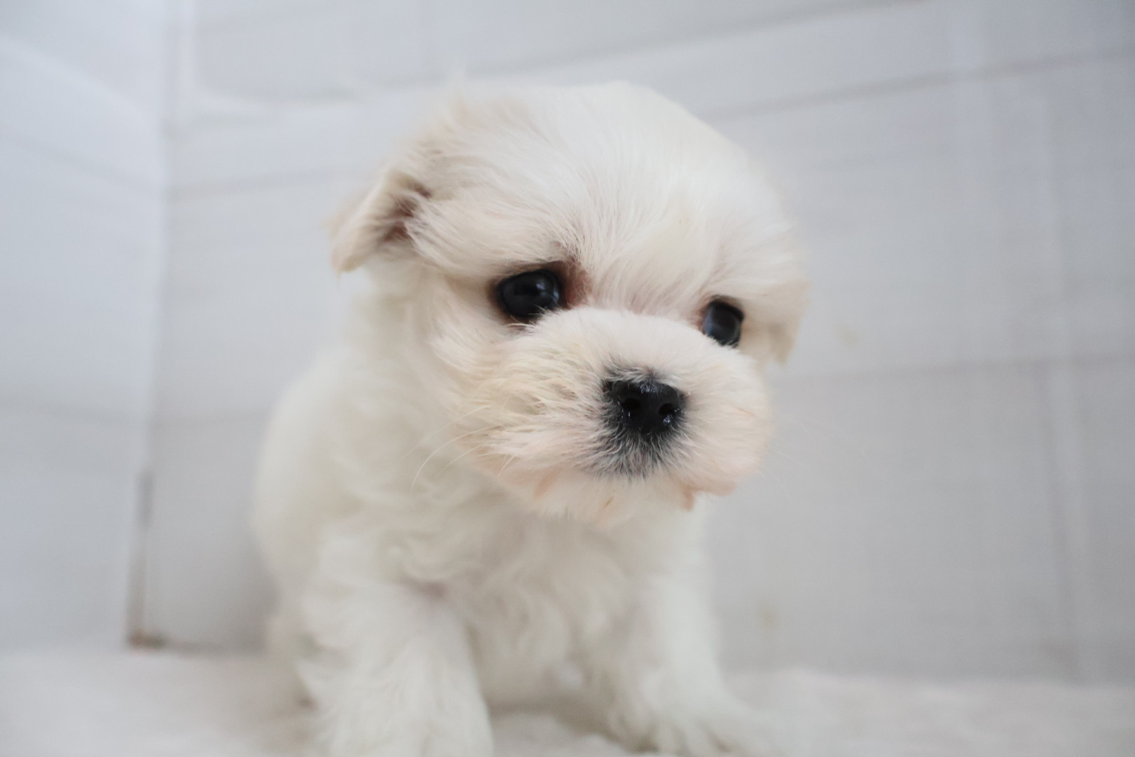 マルチーズ ホワイトの子犬｜福岡 | ペッツメイト天神大名店