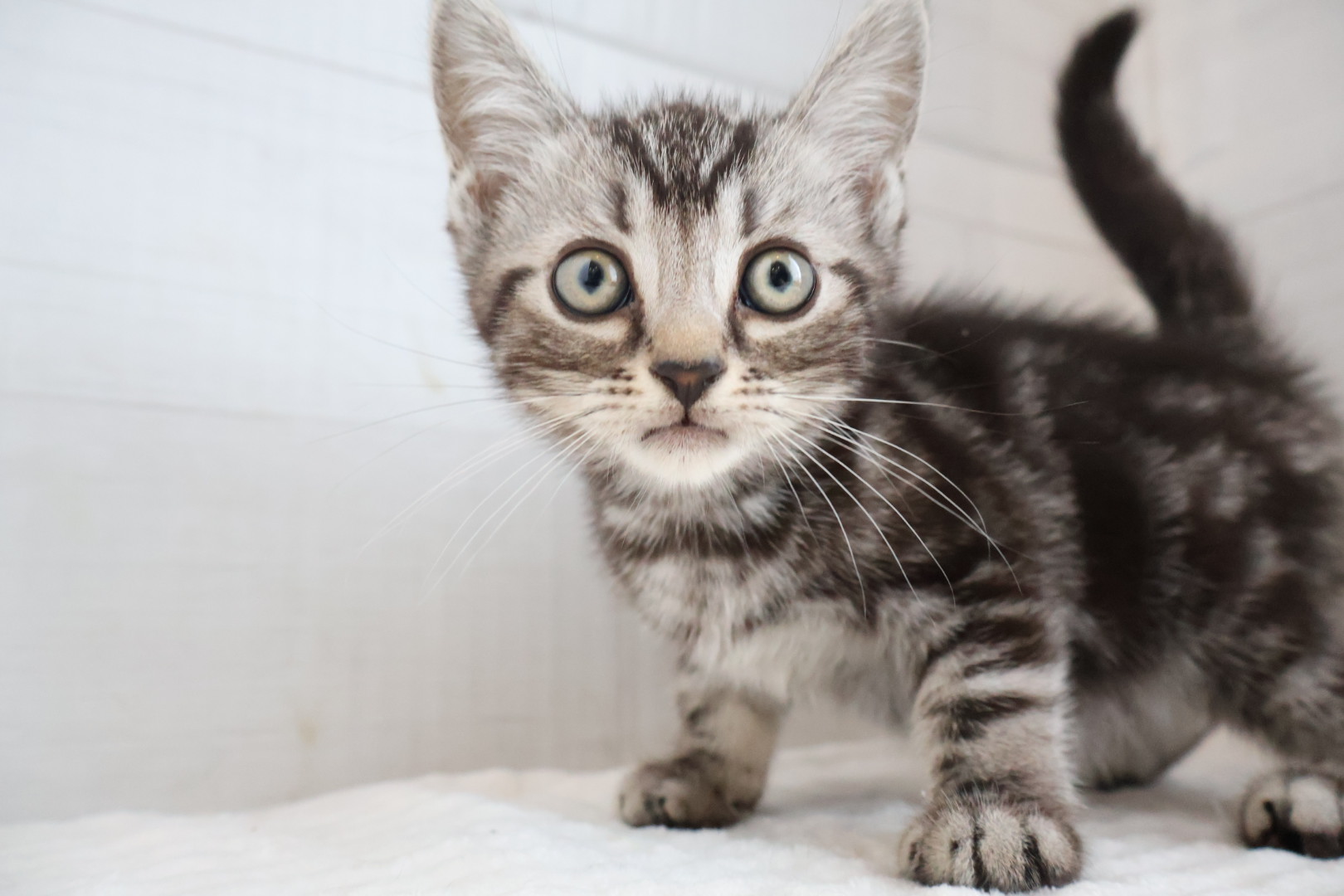 アメリカンショートヘア シルバータビーの子猫｜福岡 |ペッツメイトイオン小郡店