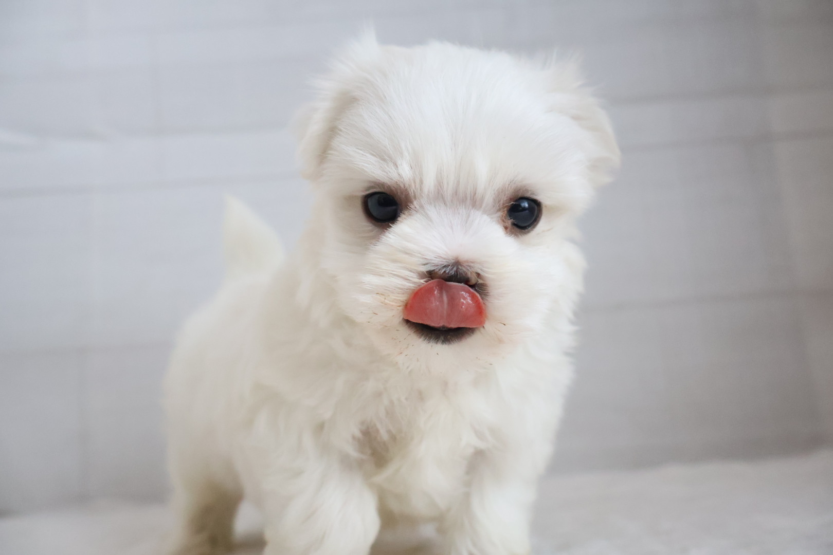 マルチーズ ホワイトの子犬｜宮崎 | ペッツメイト宮交シティ店