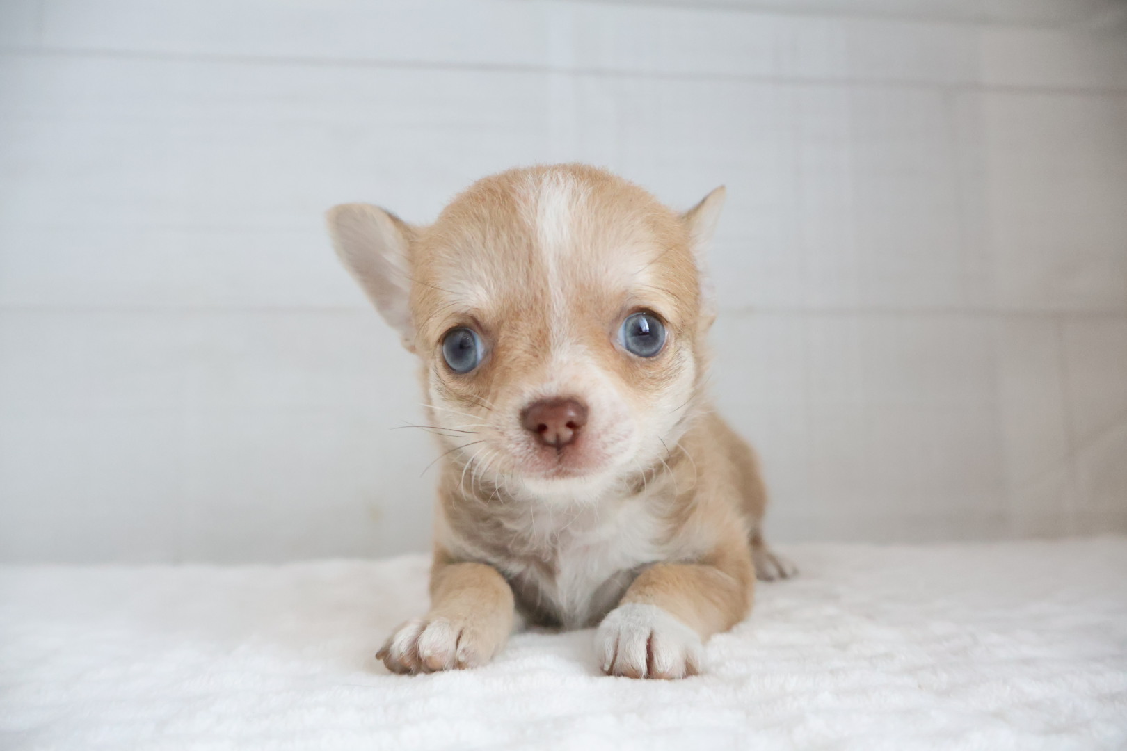 ロングコートチワワ チョコレートフォーンホワイトの子犬｜福岡 |ペットアミ須恵店