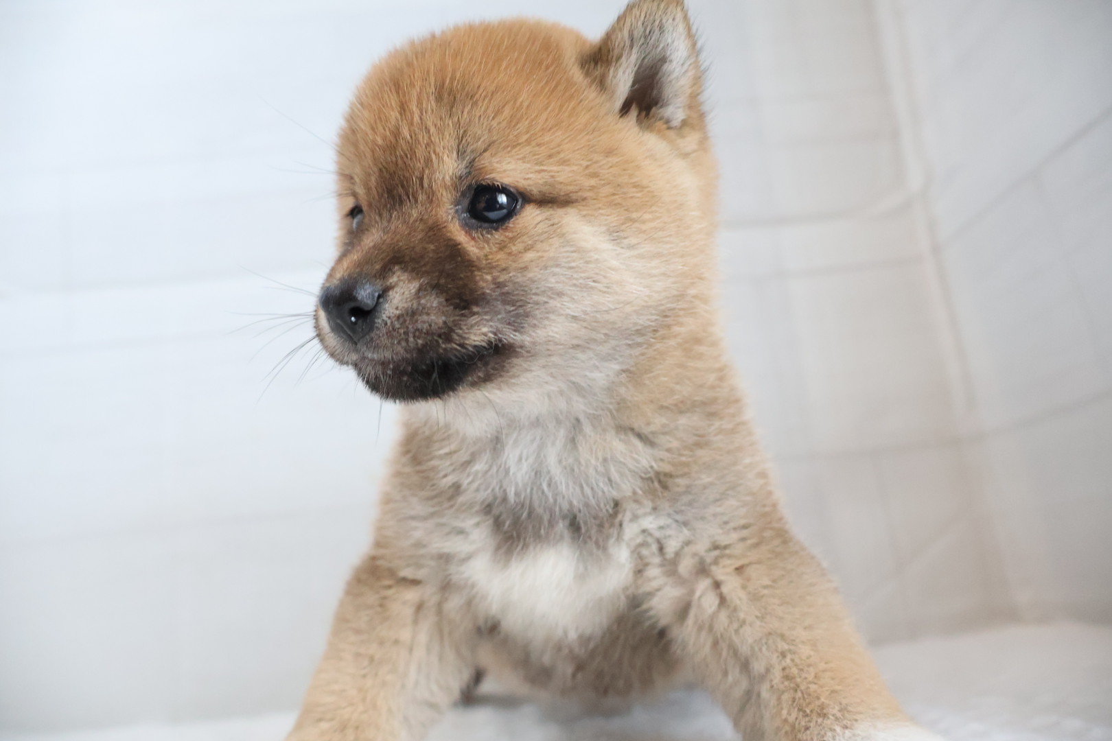 豆柴 赤の子犬｜宮崎 | ペッツメイトイオン都城店