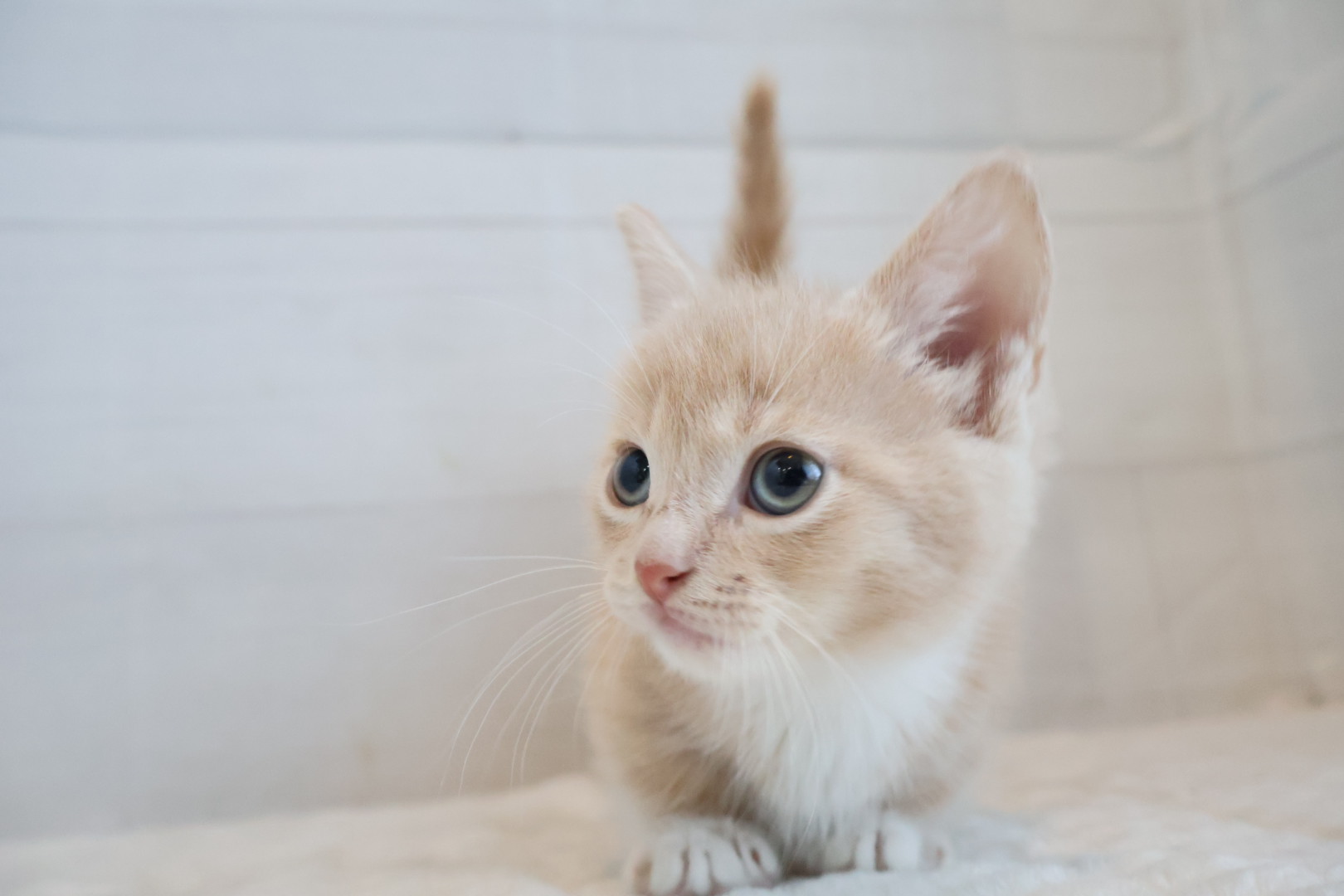 マンチカン クリームタビーホワイトの子猫｜佐賀 | ペッツメイトモラージュ佐賀店