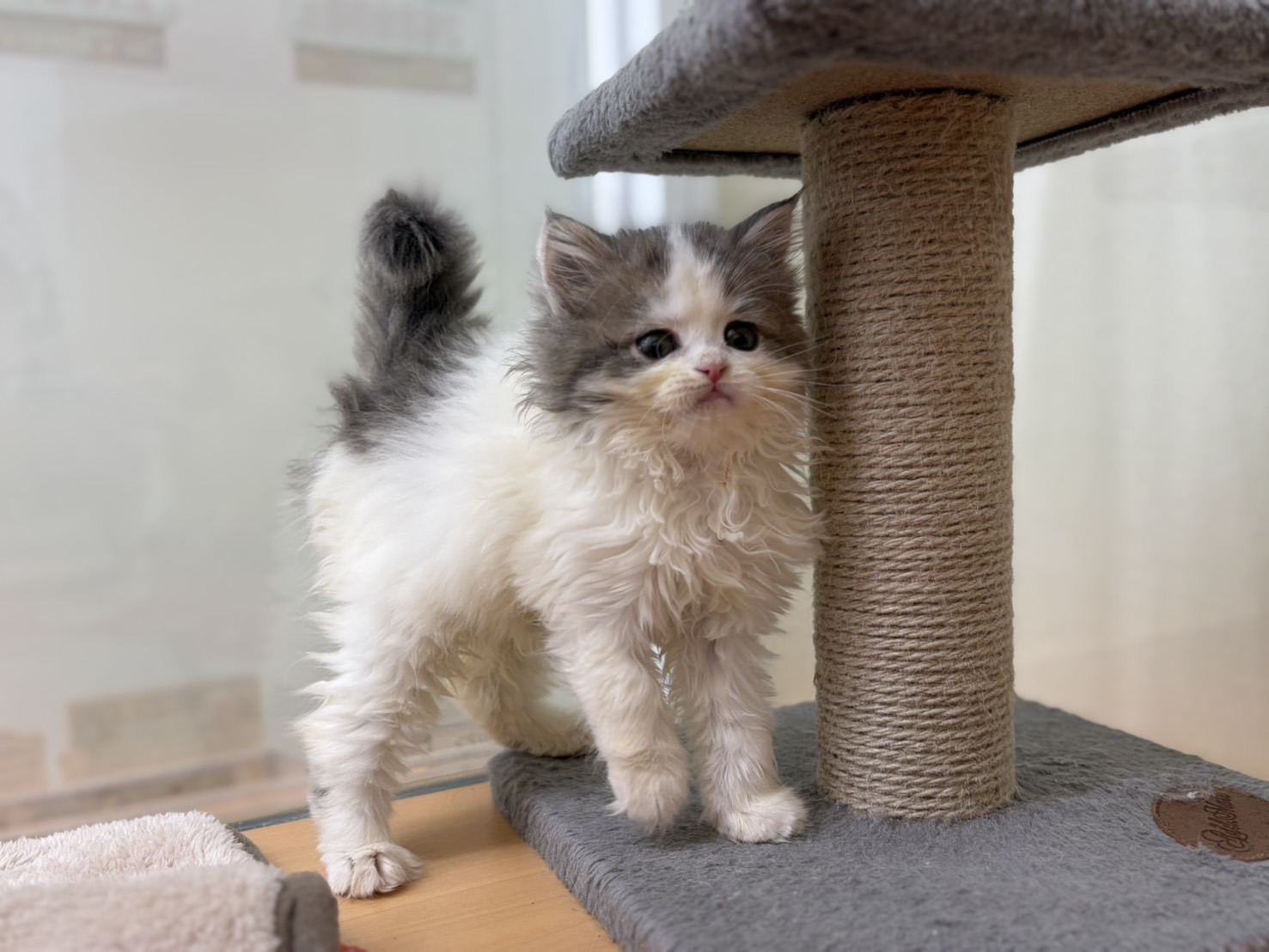 ラガマフィン ブルーホワイトの子猫｜宮崎 | ペッツメイト宮交シティ店