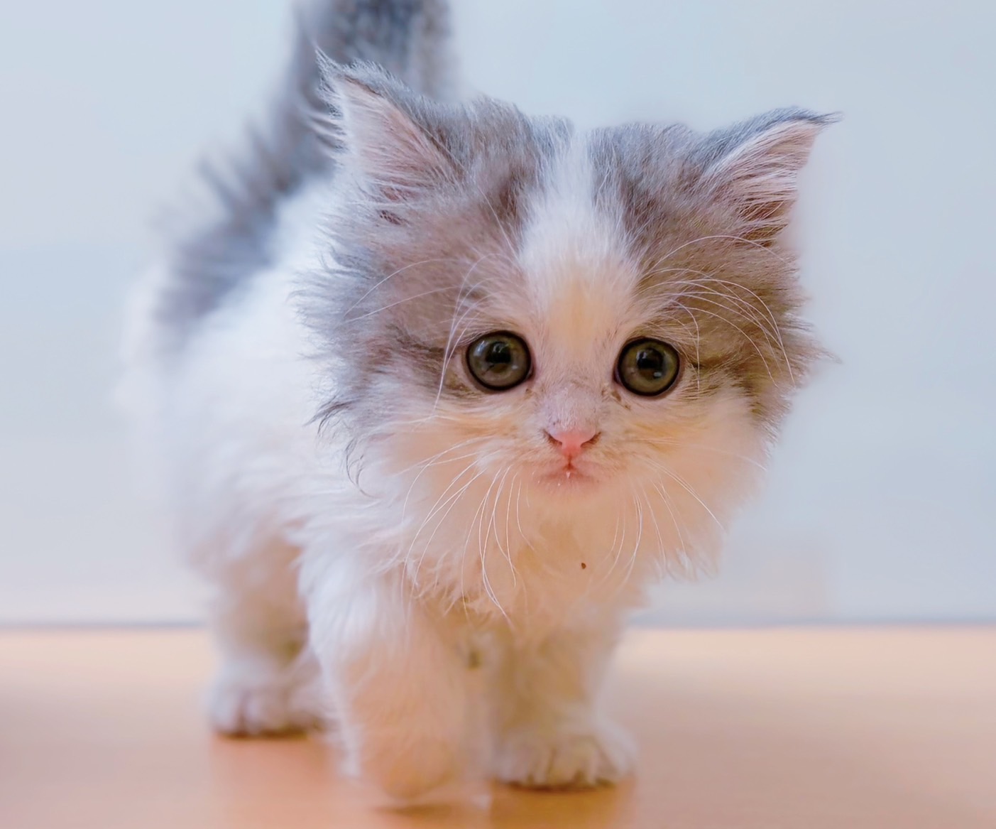 ラガマフィン ブルーホワイトの子猫｜宮崎 | ペッツメイト宮交シティ店