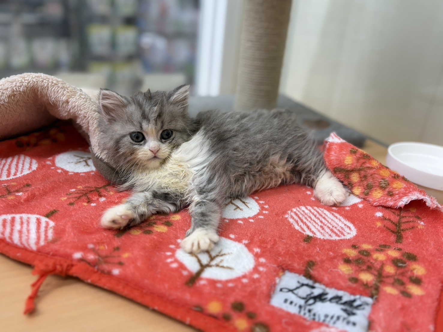 ラガマフィン ブルーチンチラシルバーホワイトの子猫｜佐賀 | ペッツメイトモラージュ佐賀店