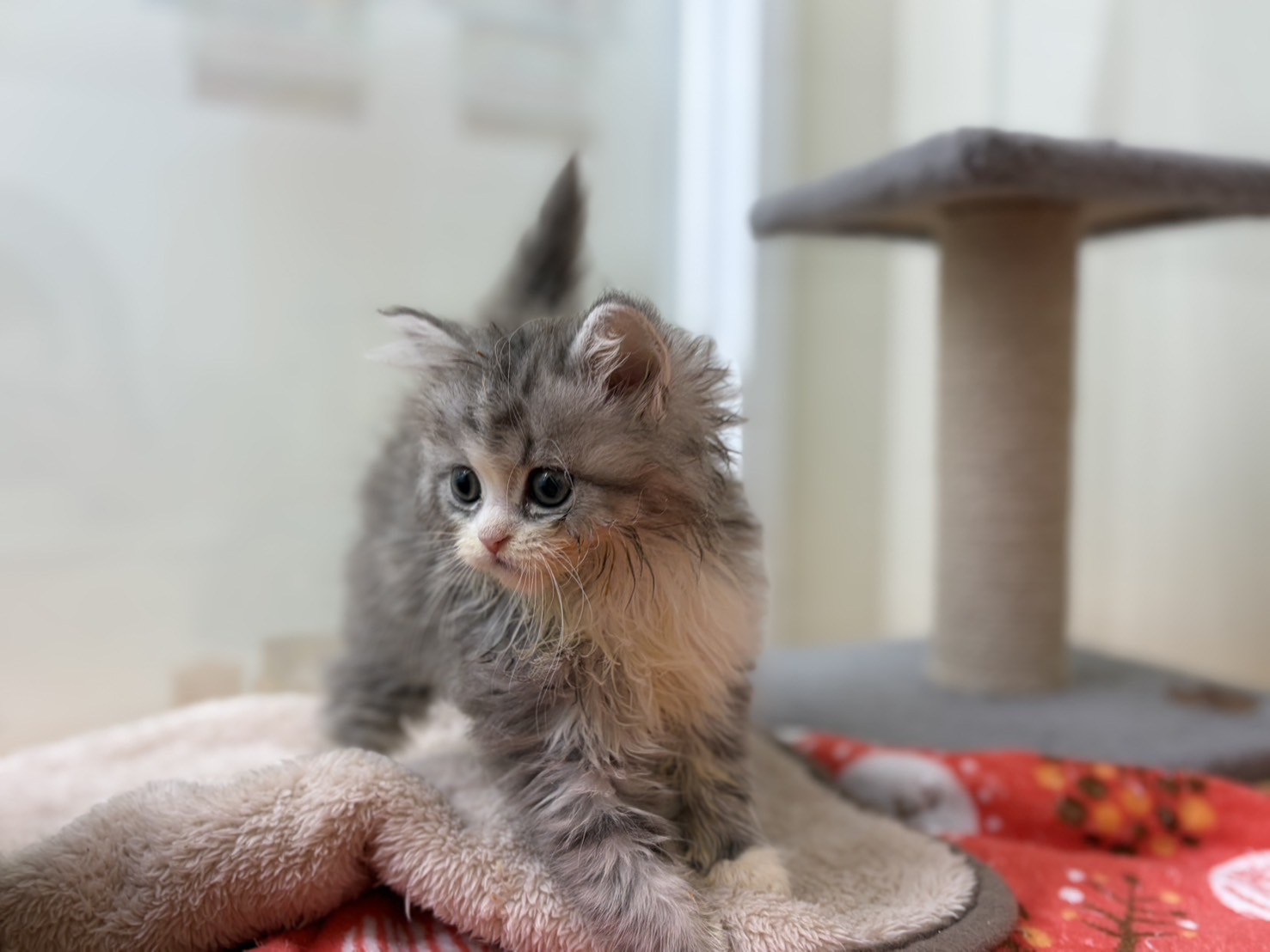 ラガマフィン ブルーチンチラシルバーホワイトの子猫｜佐賀 | ペッツメイトモラージュ佐賀店